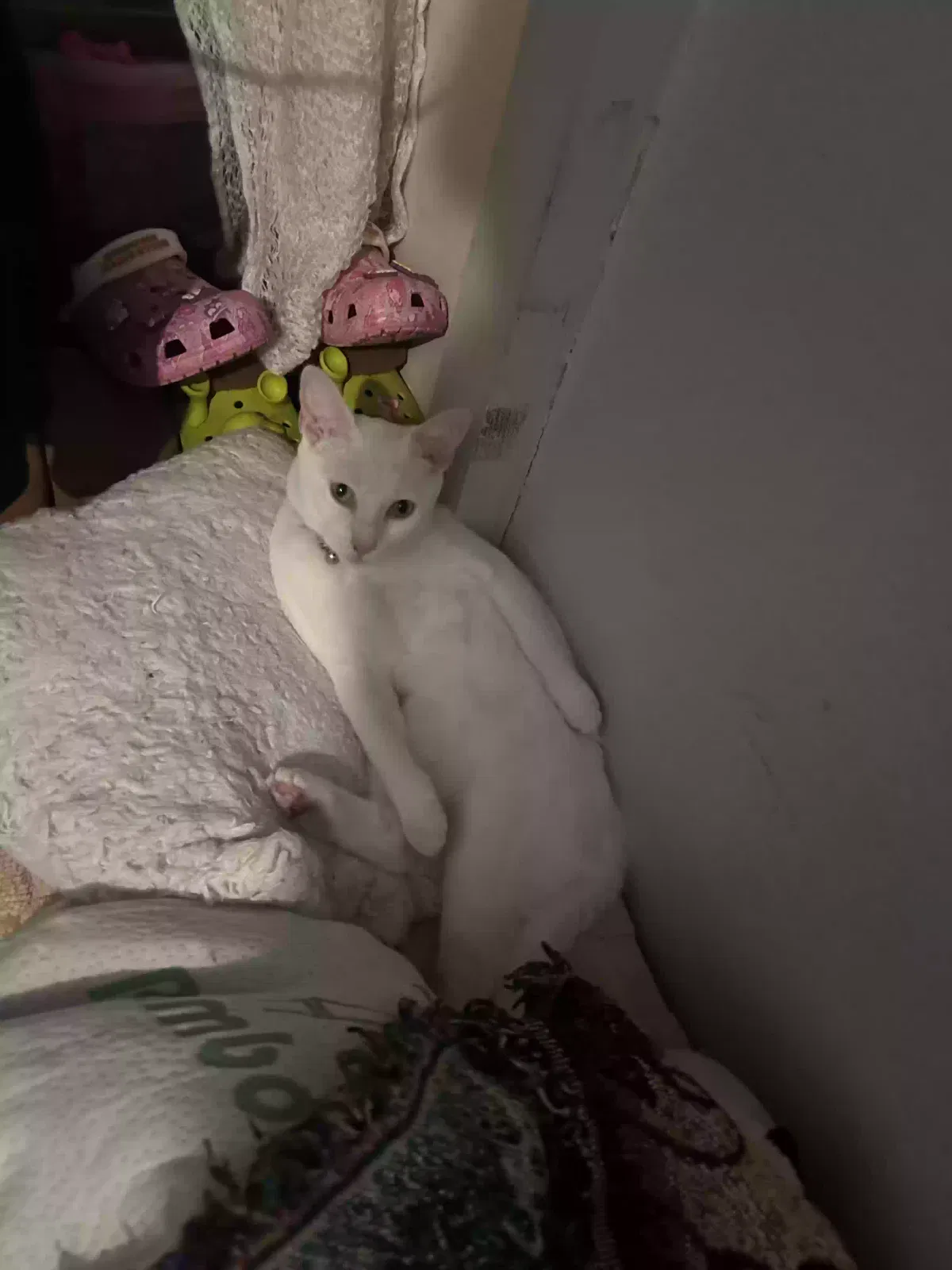 Lost cat in Buena Park, CA, 90620