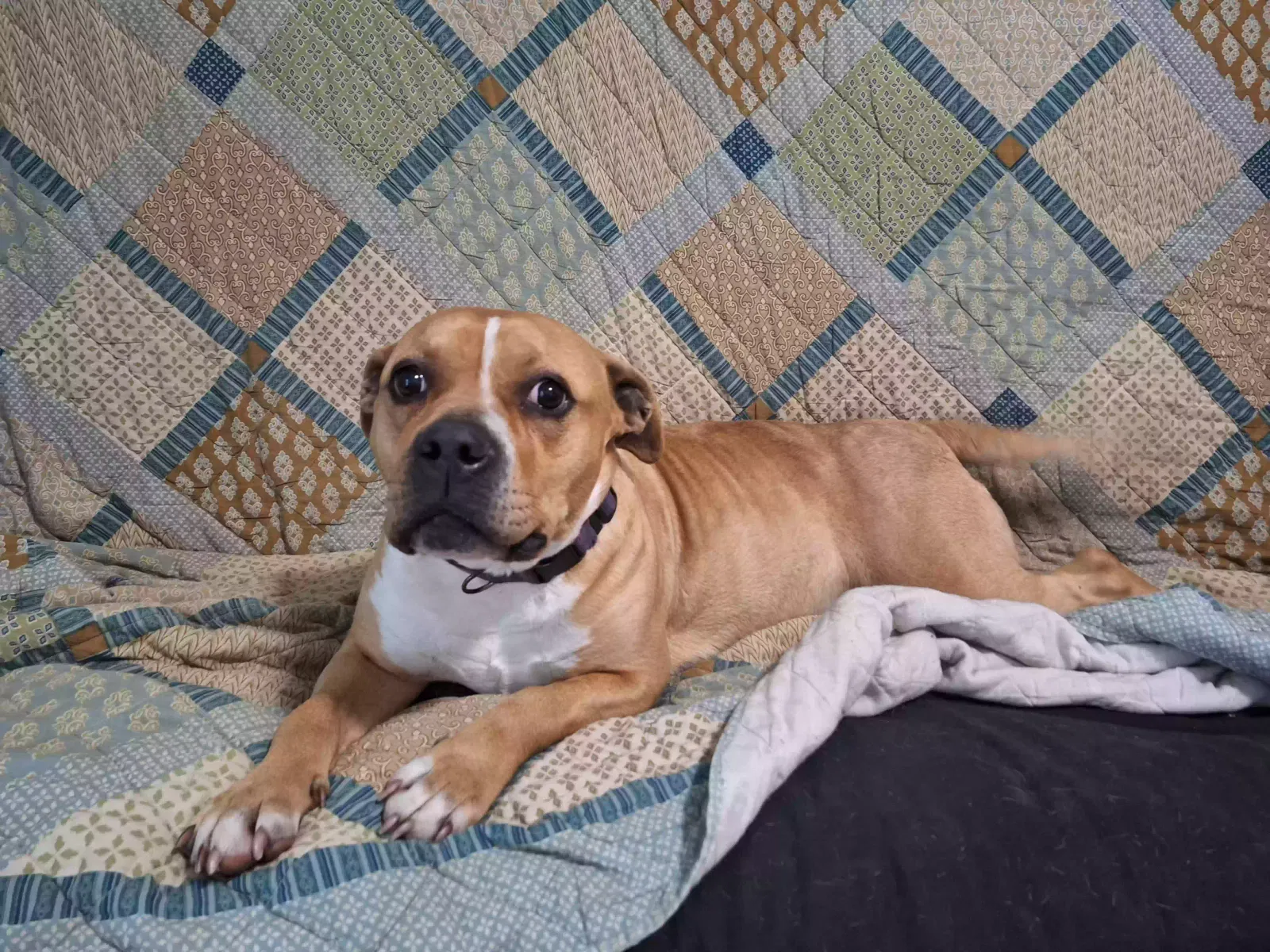 Found dog in Martinsville, IN, 46151