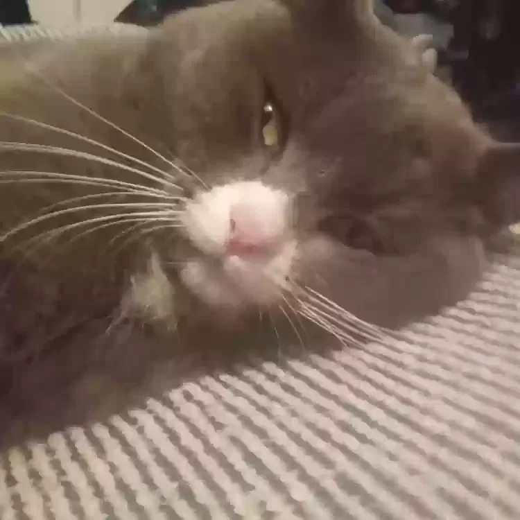 Lost cat in Lathrop, CA, 95330