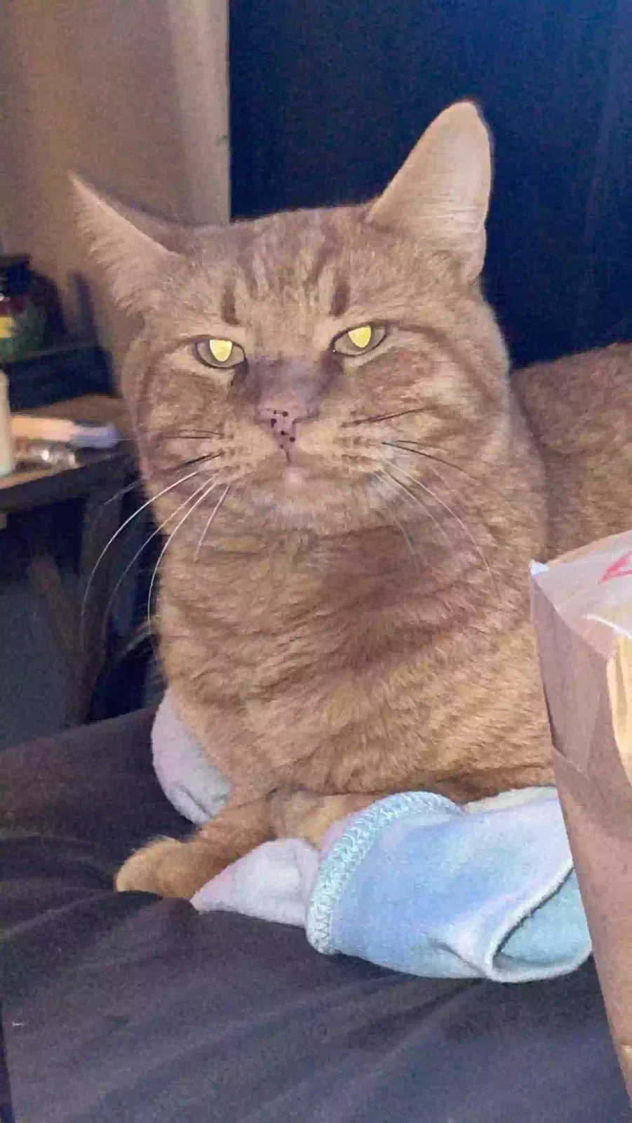 Lost cat in Tulsa, OK, 74110