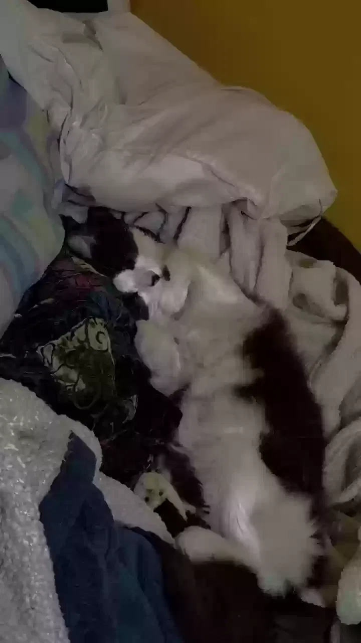 Lost cat in Southaven, MS, 38671