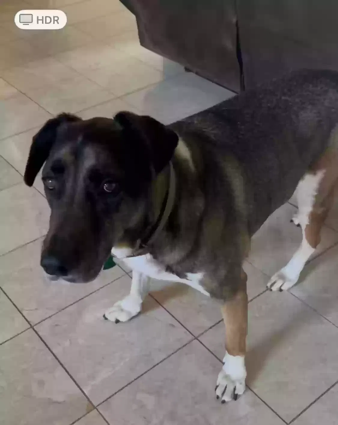 Lost dog in Little Rock, AR, 72223