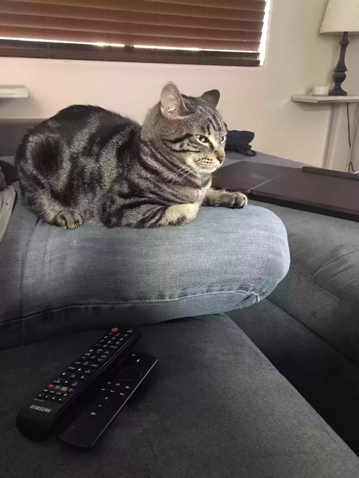 Lost cat in Tucson, AZ, 85741