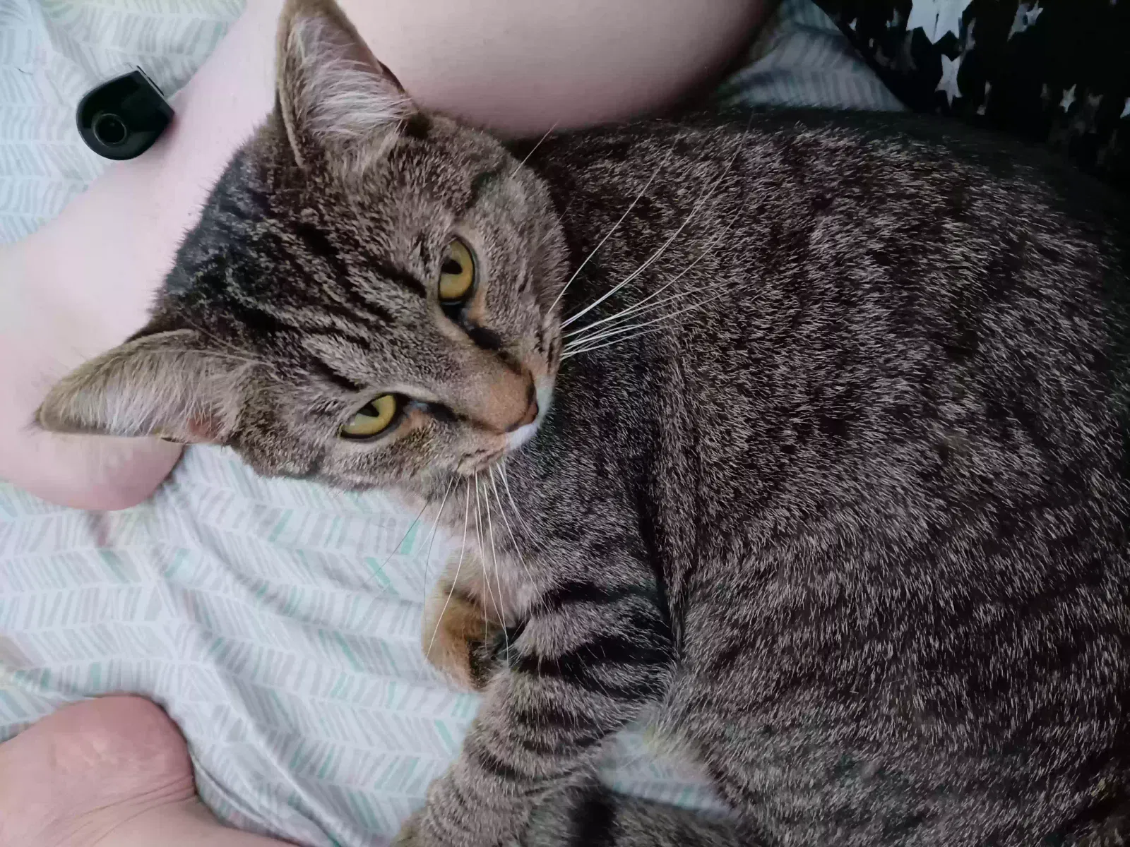 Lost cat in Hildebran, NC, 28637