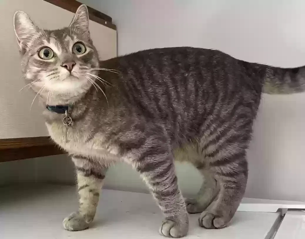 Lost cat in Ann Arbor, MI, 48104