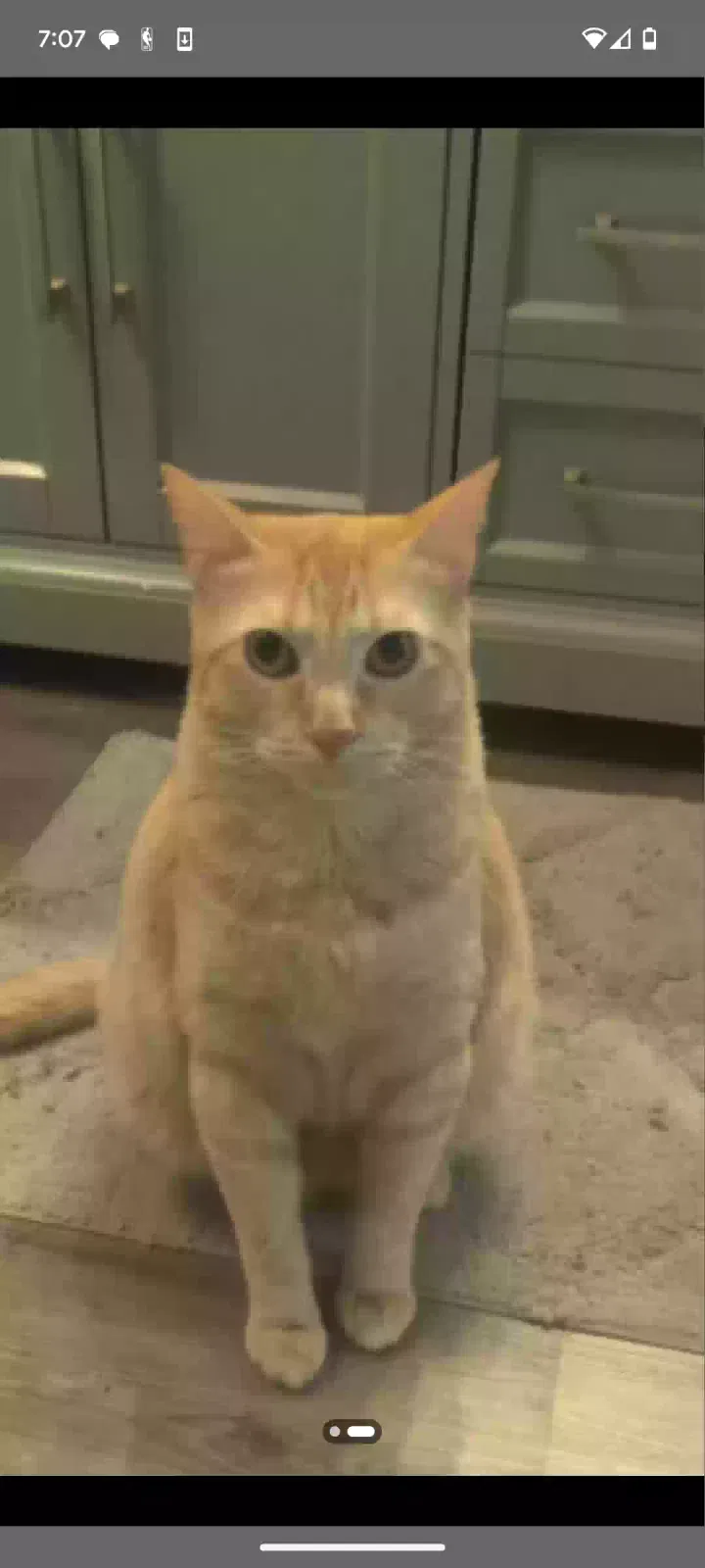 Lost cat in Wylie, TX, 75098