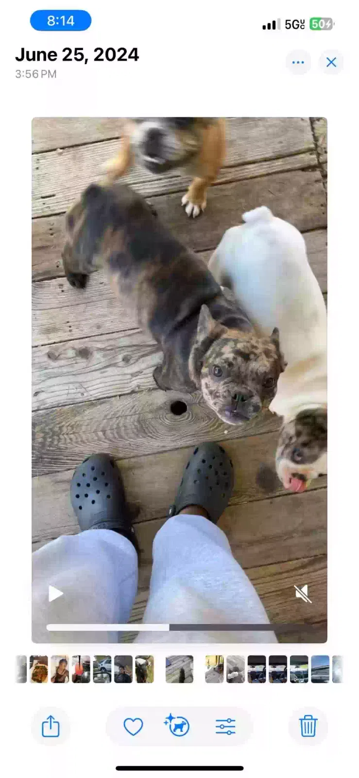 Lost dog in Federal Way, WA, 98023