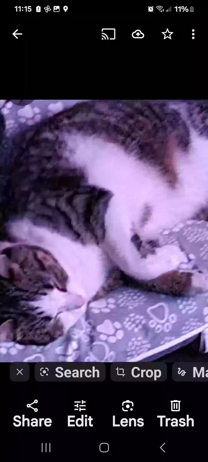Lost cat in Pickerington, OH, 43147