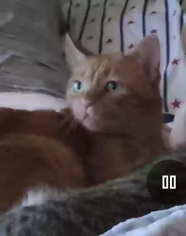Lost cat in Clyde, TX, 79510