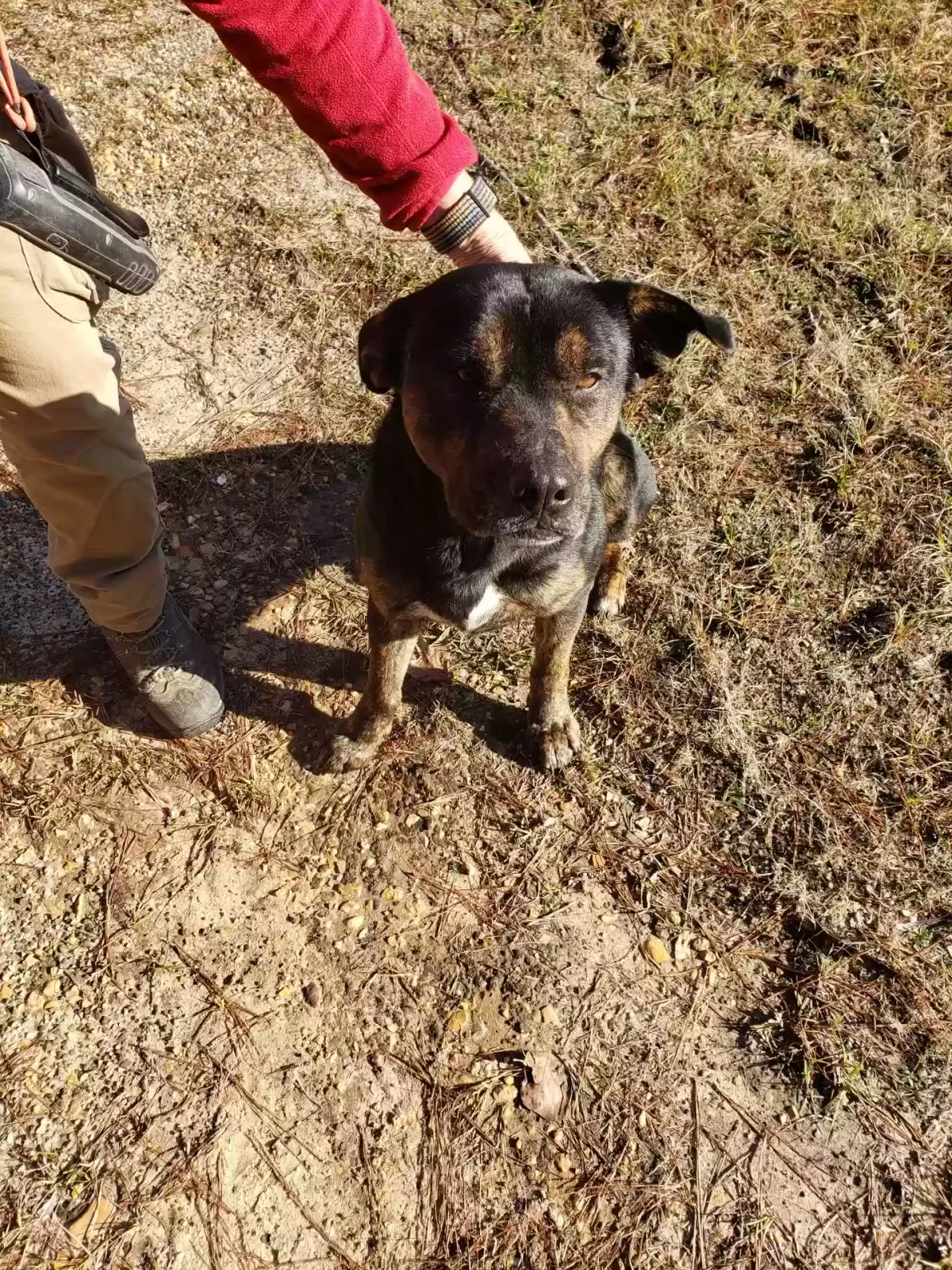 Found dog in Natchitoches, LA, 71457
