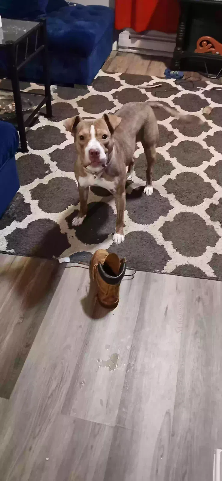 Found dog in Lake Zurich, IL, 60047