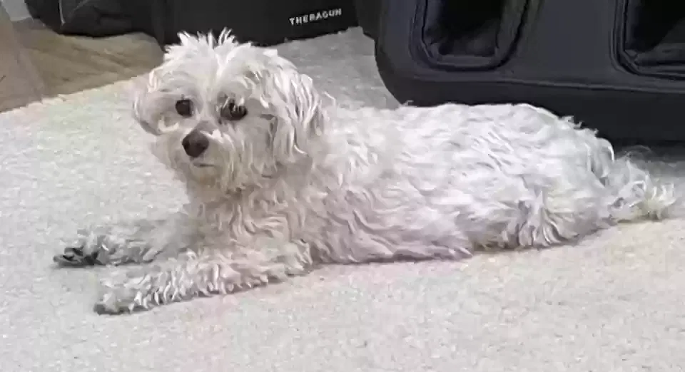 Lost dog in Dallas, TX, 75230