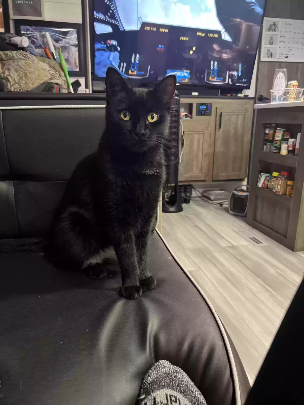 Lost cat in Buckeye, AZ, 85326