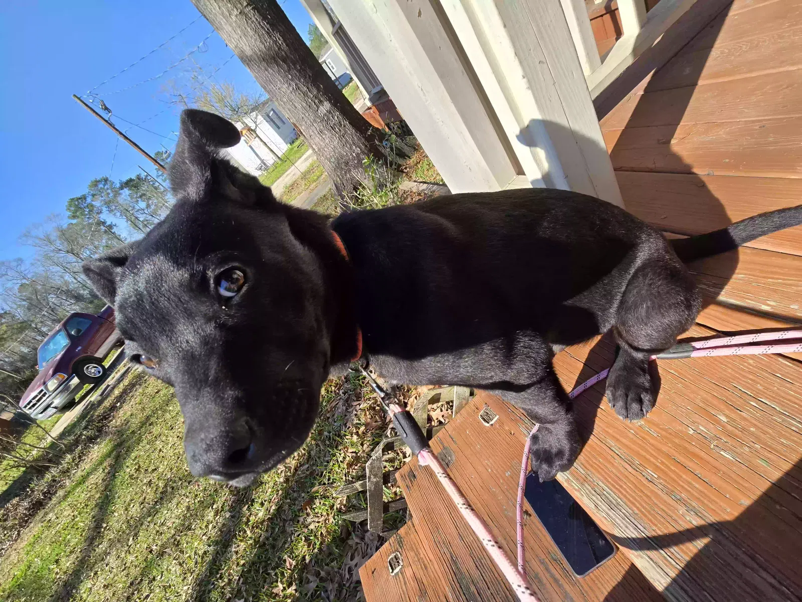 Found dog in Conroe, TX, 77306