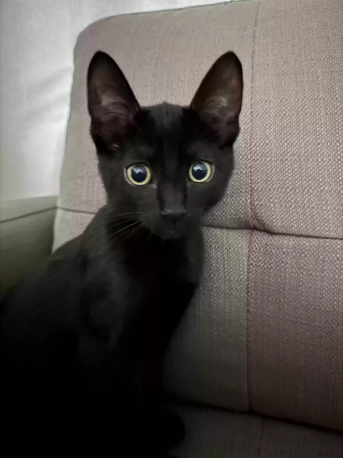 Lost cat in San Carlos, CA, 94070