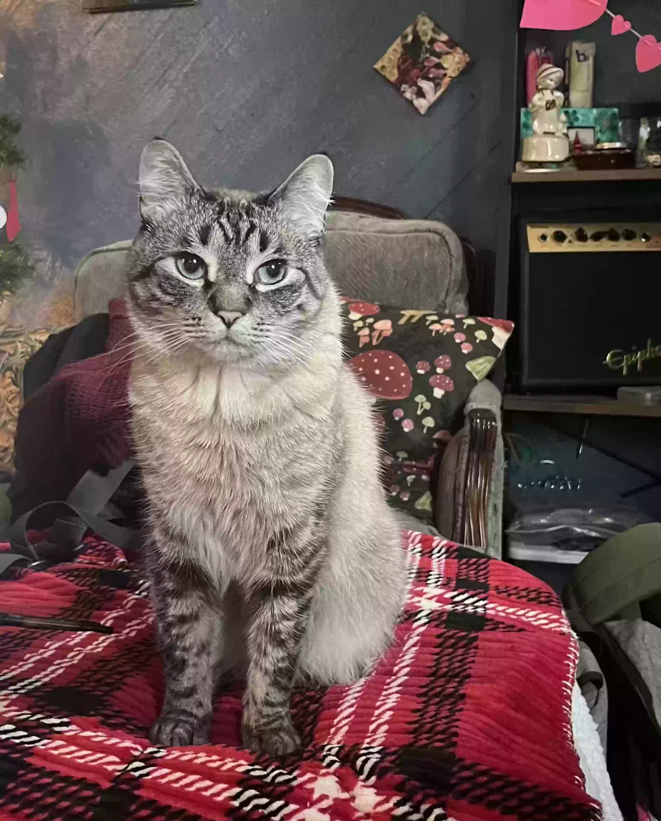 Lost cat in Eugene, OR, 97402