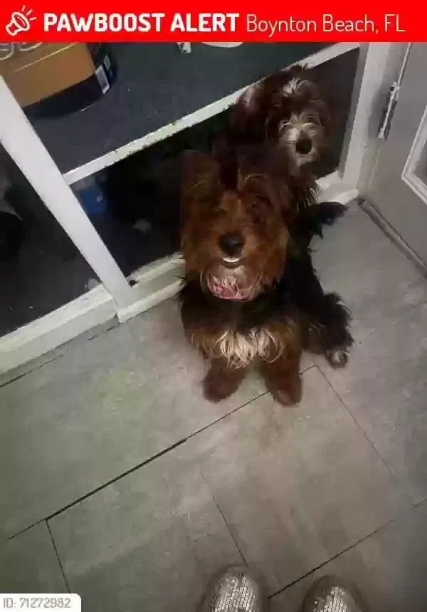 Lost dog in Boynton Beach, FL, 33435