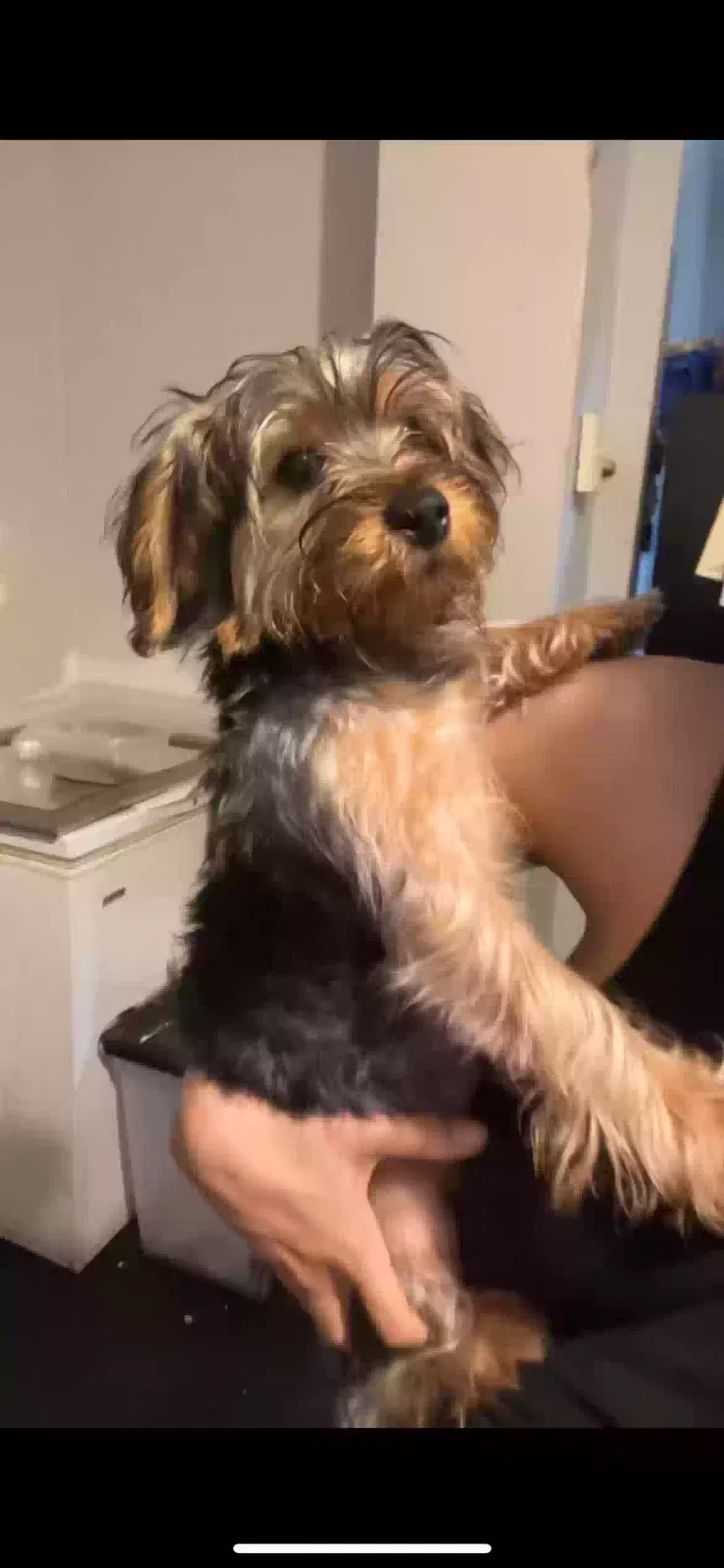 Lost dog in Harrisburg, PA, 17110