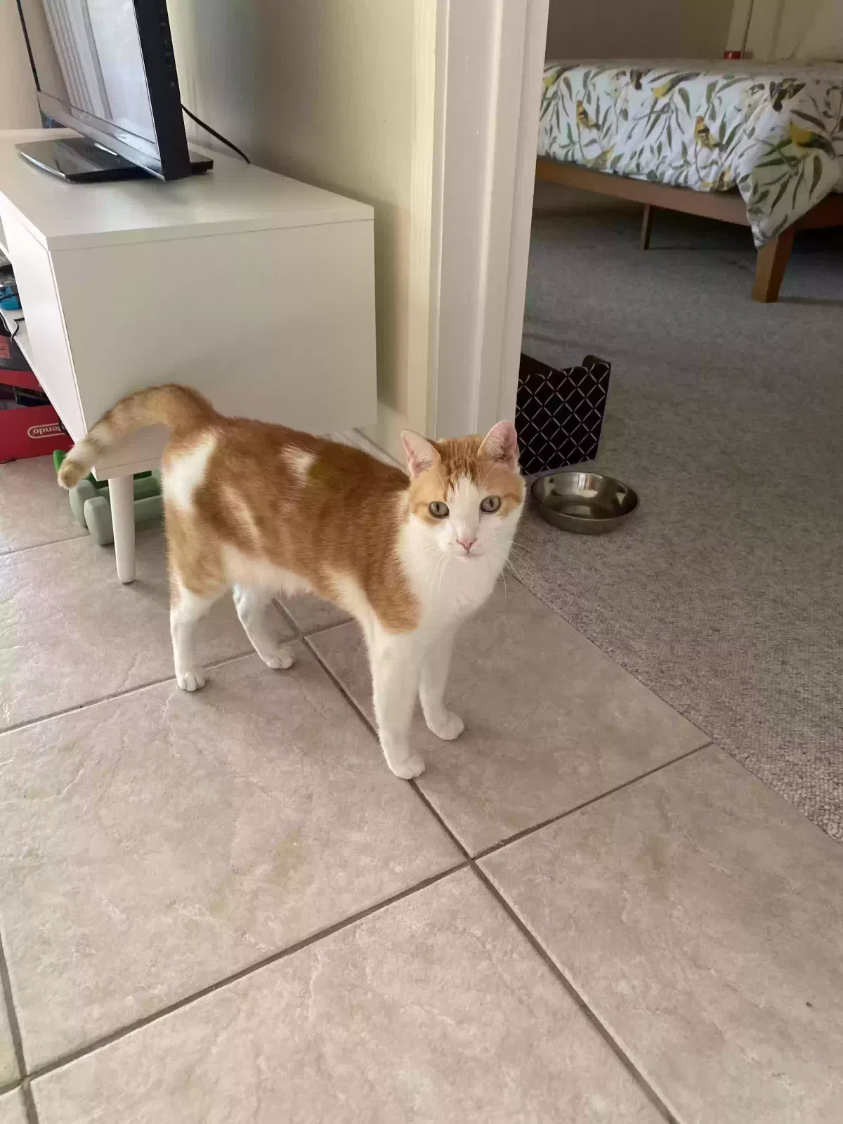 Lost cat in Fort Lauderdale, FL, 33334