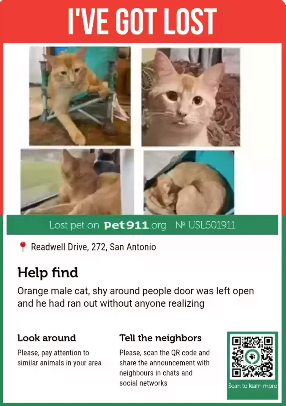 Lost cat in San Antonio, TX, 78220