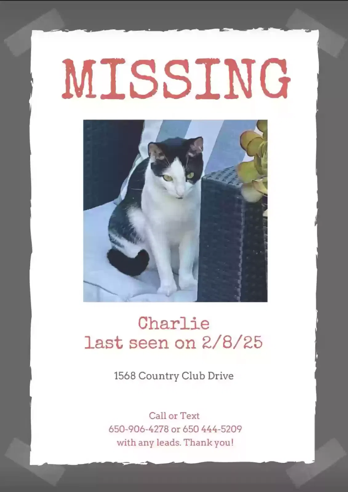 Lost cat in Los Altos, CA, 94024