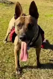 Lost dog in Columbia, SC, 29205