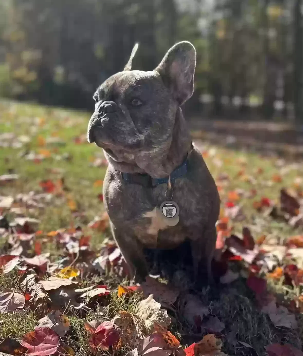 Lost dog in Fortson, GA, 31808