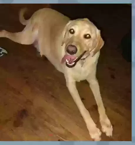 Lost dog in Kansas City, MO, 64124