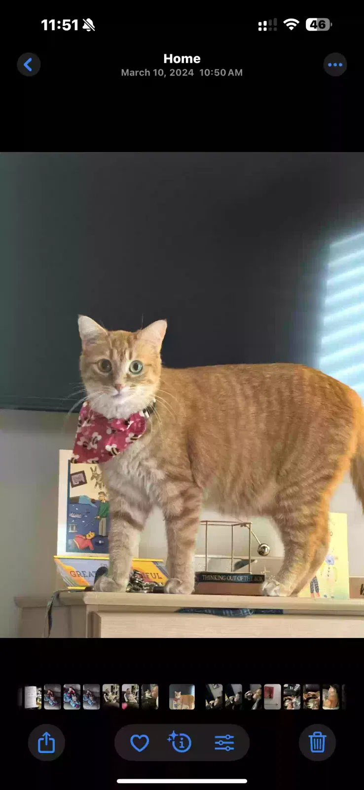Lost cat in Grand Rapids, MI, 49534