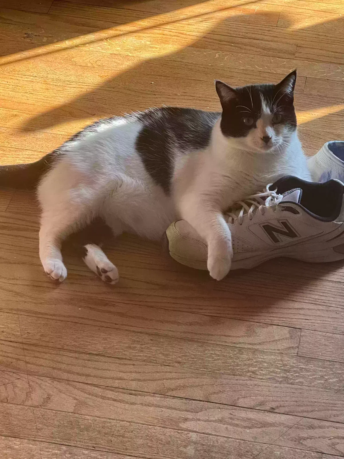 Lost cat in Norfolk, VA, 23518