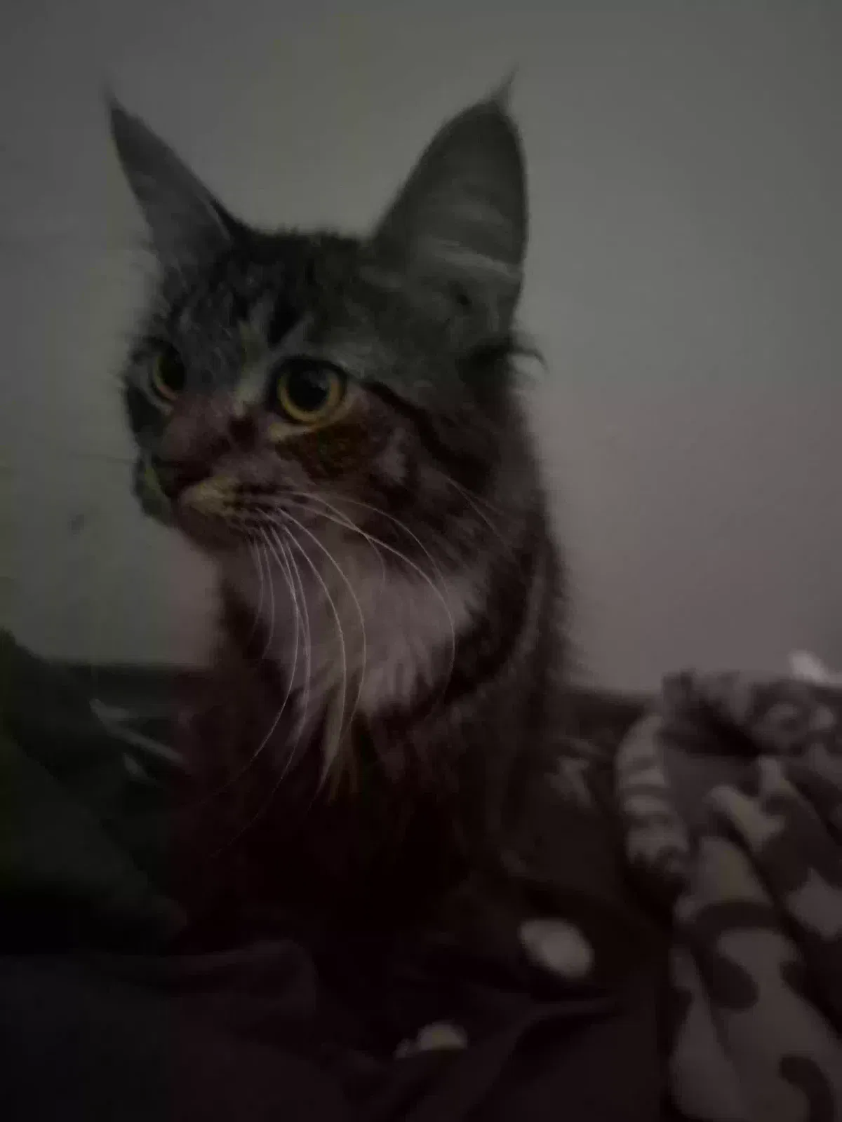 Lost cat in Mesa, AZ, 85204