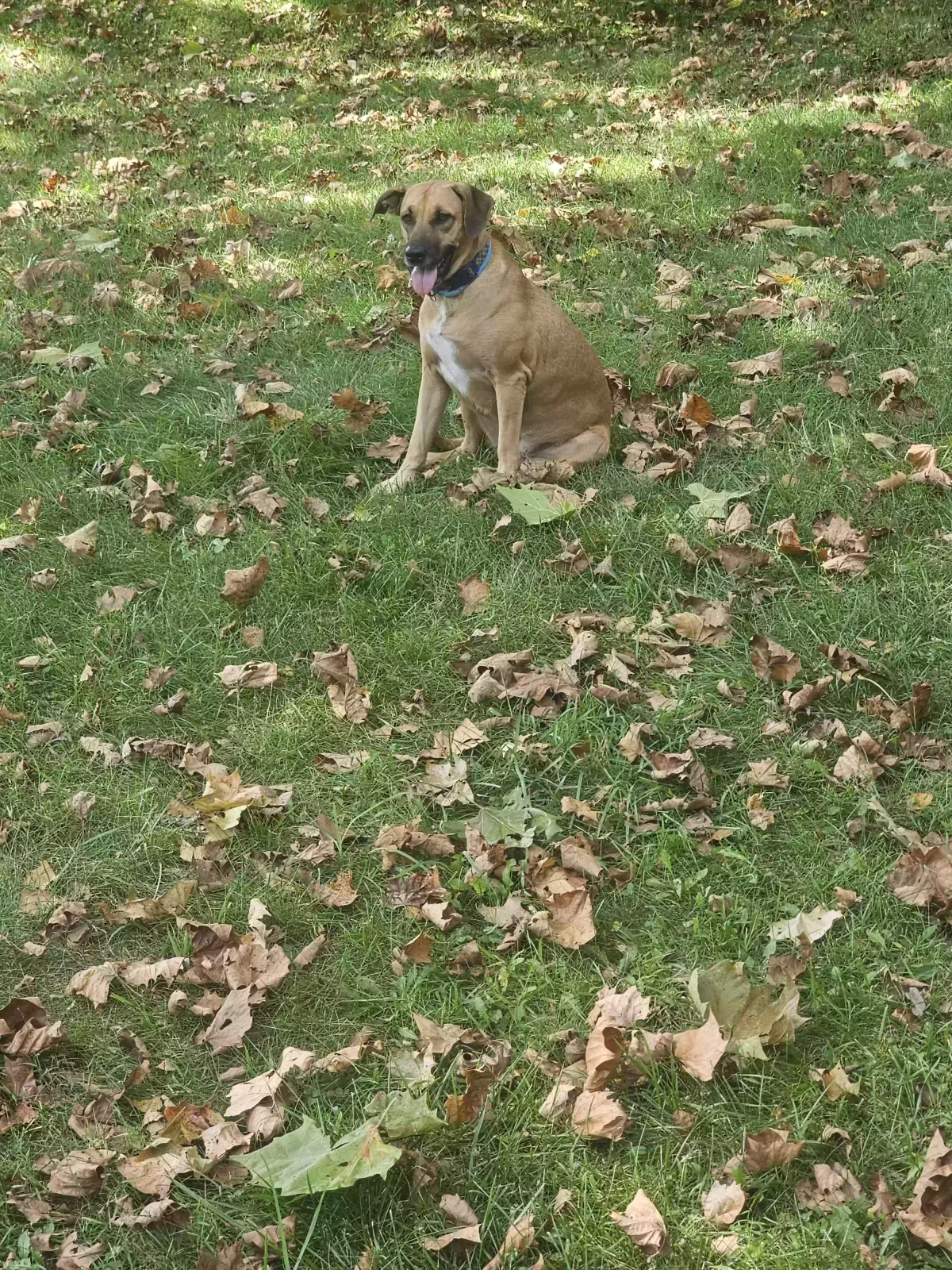 Lost dog in Kents Store, VA, 23084