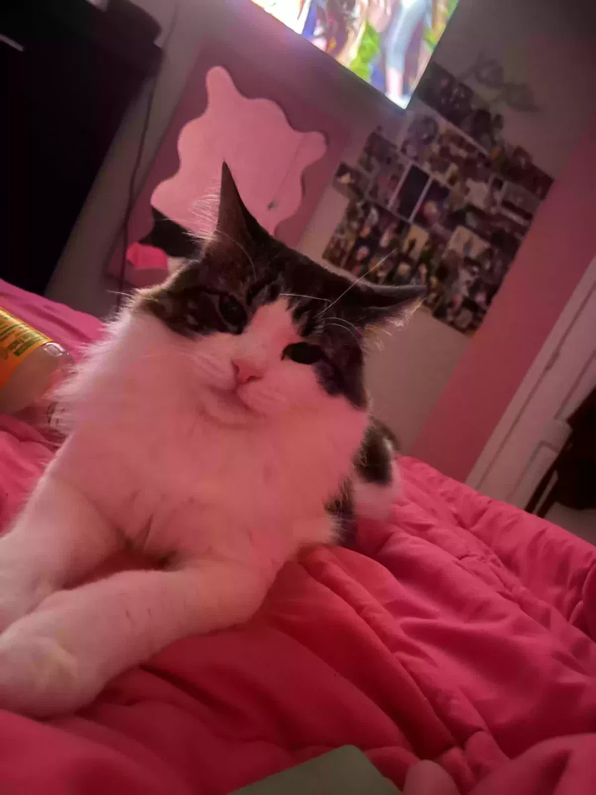 Lost cat in Chesapeake, VA, 23323