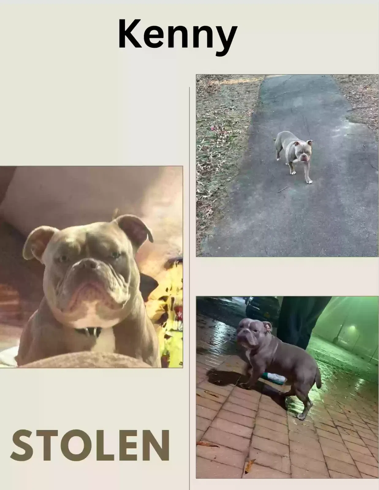 Lost dog in Little Rock, AR, 72206