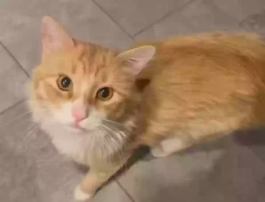 Lost cat in Hesperia, CA, 92345