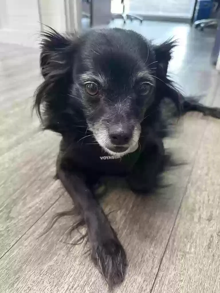 Lost dog in Hacienda Heights, CA, 91745