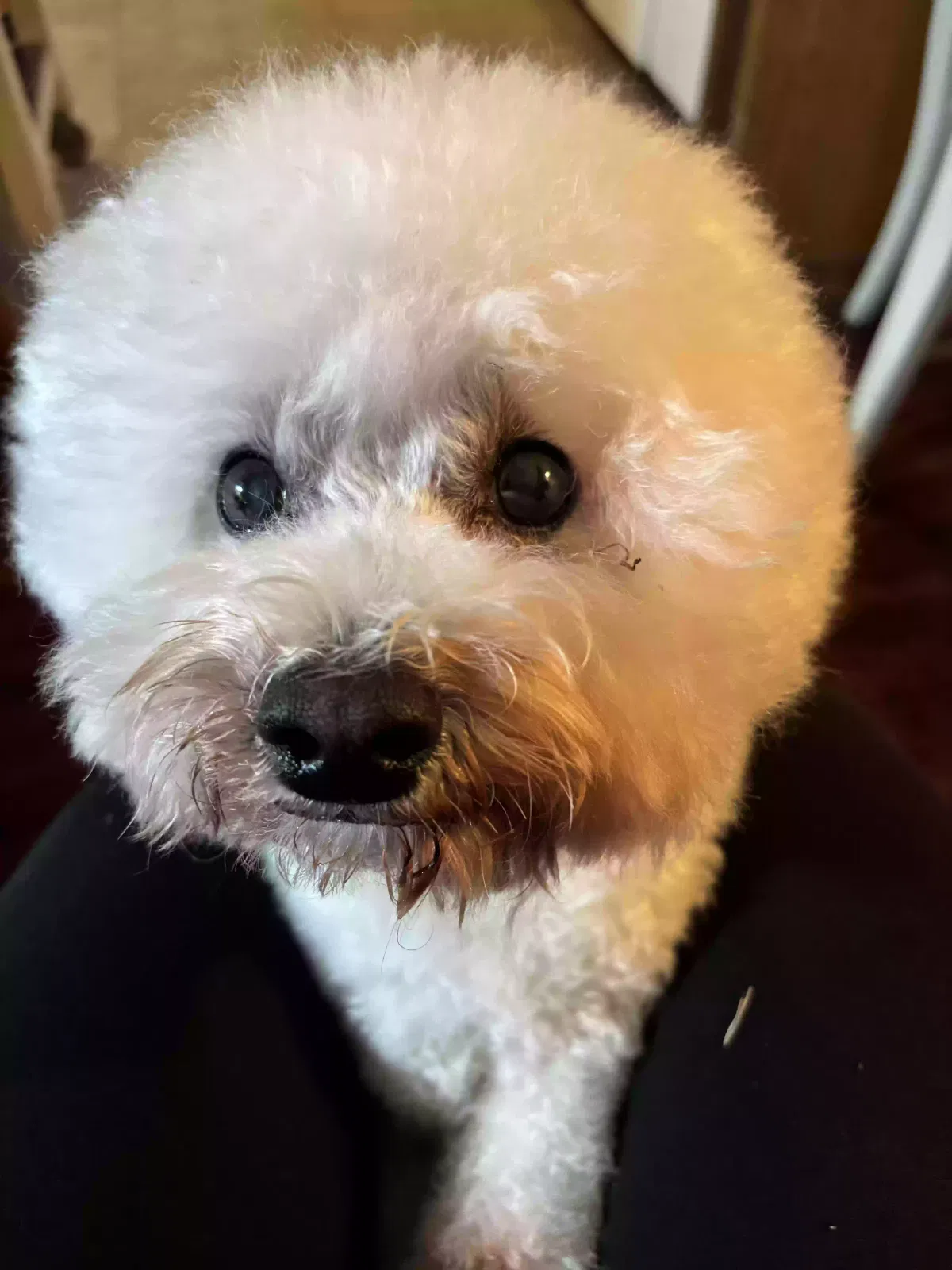 Lost dog in Los Angeles, CA, 90065