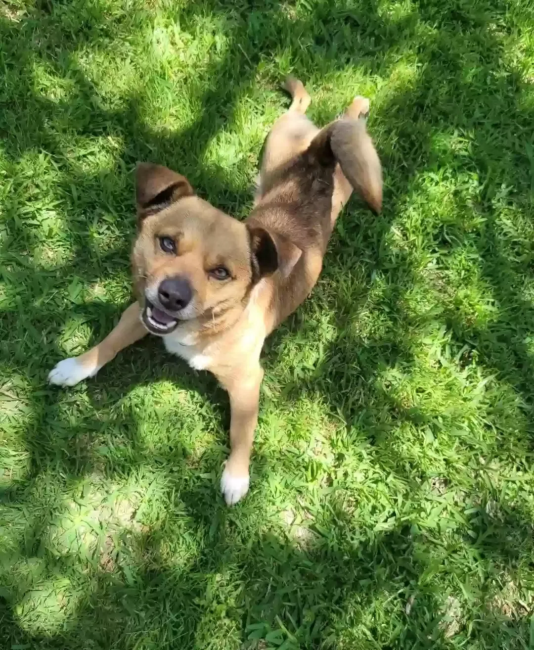 Lost dog in Arlington, TX, 76010
