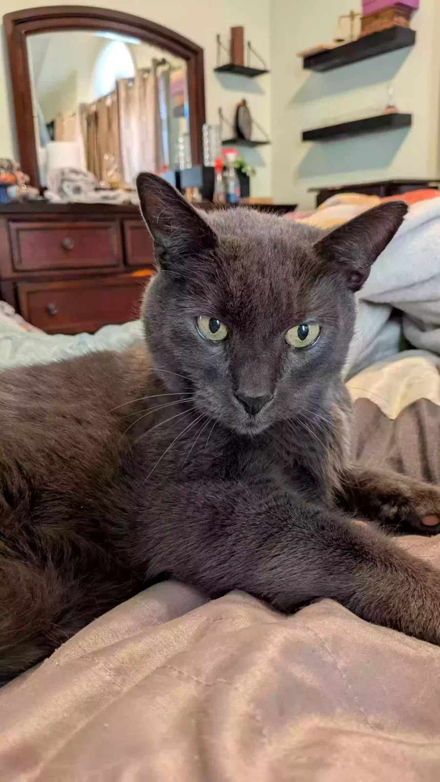 Lost cat in Derry, NH, 3038