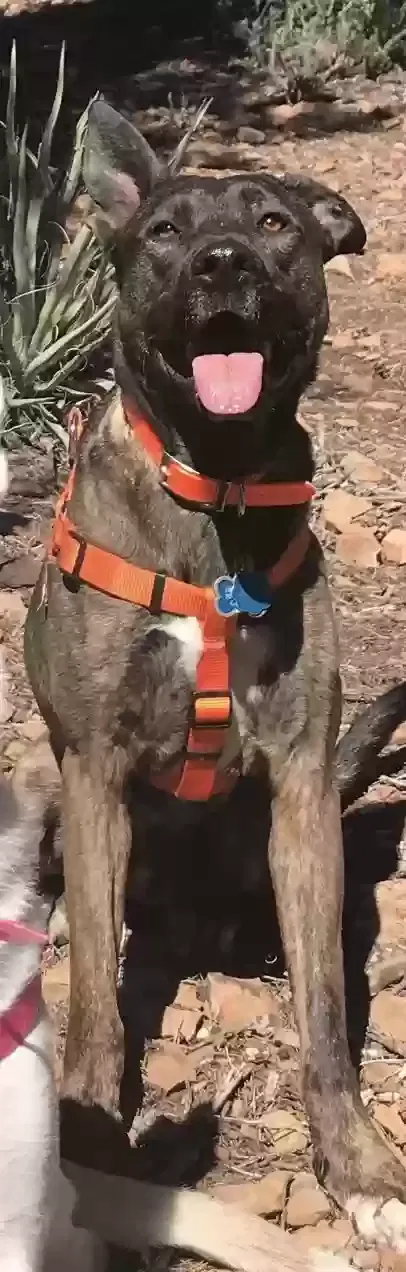 Lost dog in Weatherford, TX, 76087