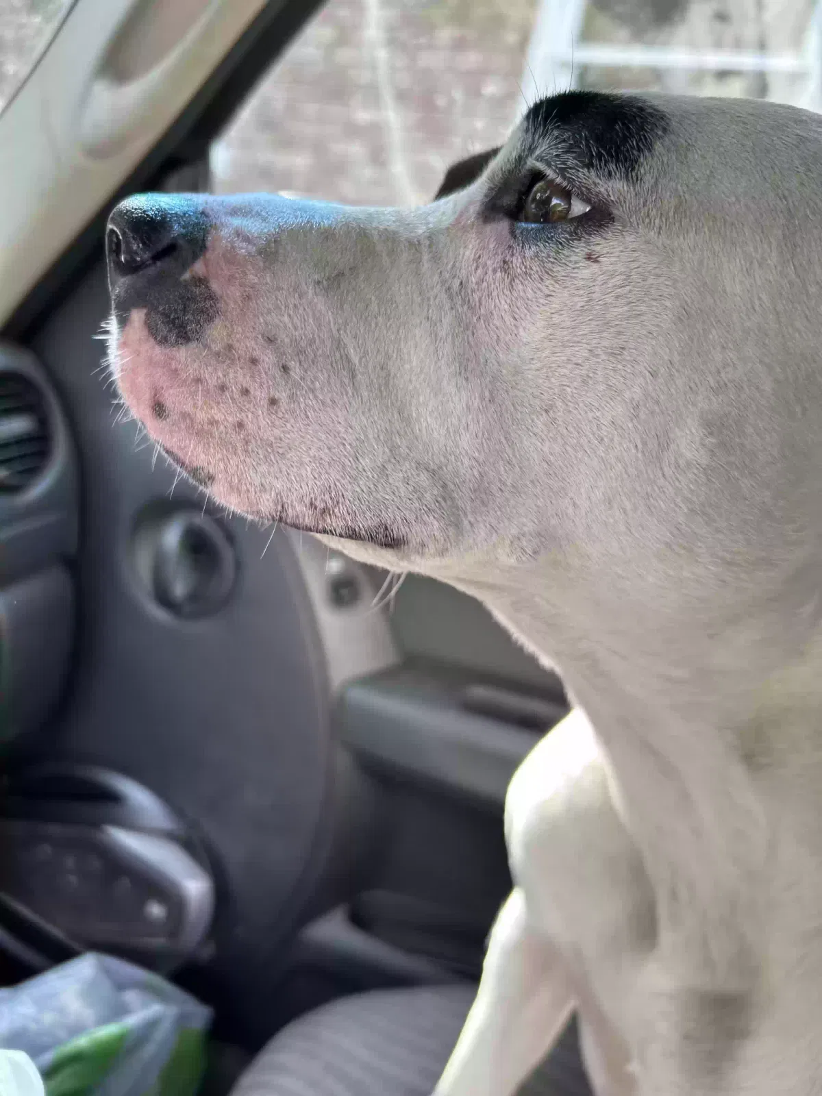 Lost dog in Wadmalaw Island, SC, 29487