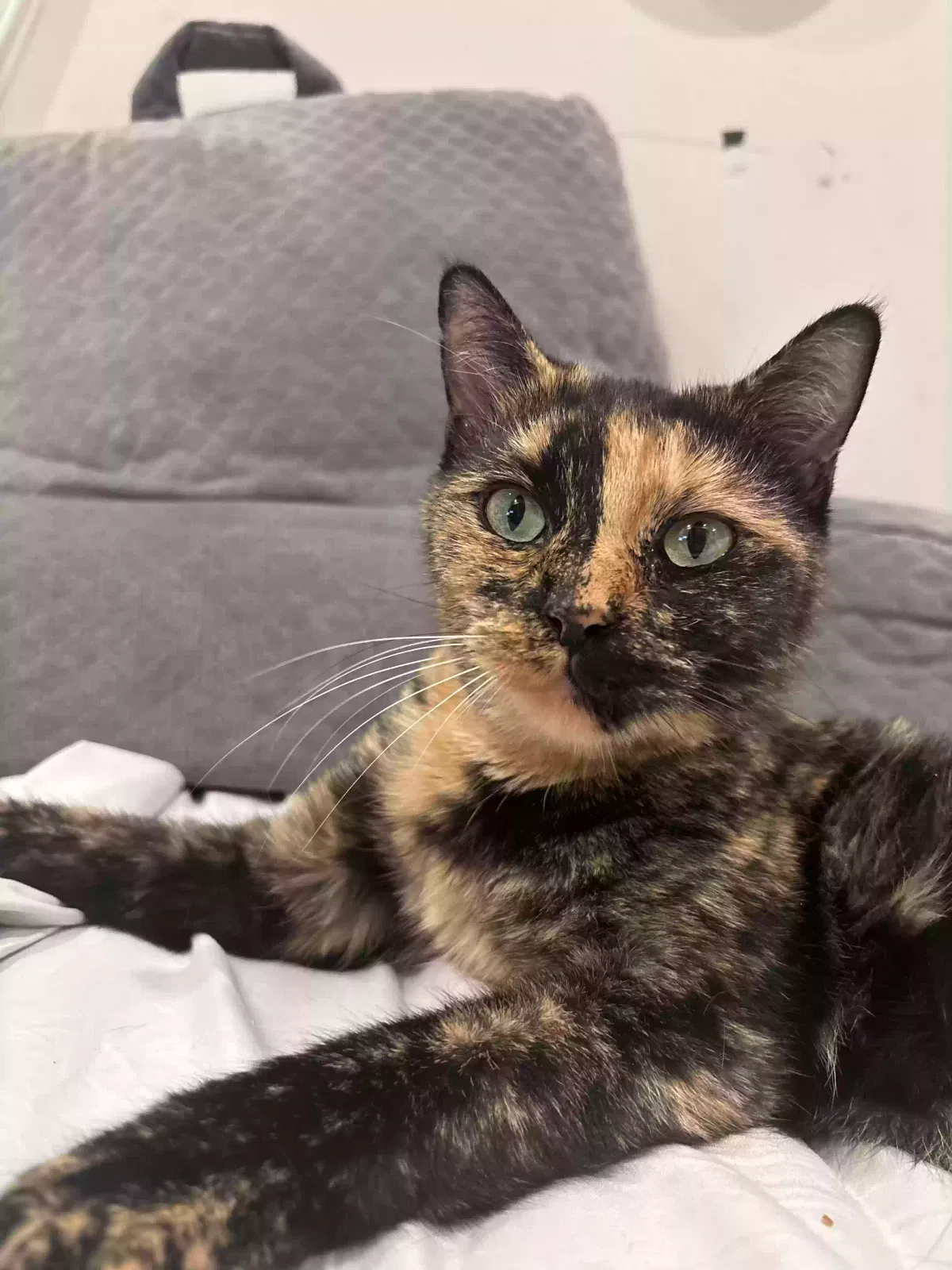 Lost cat in Palisades Park, NJ, 7650
