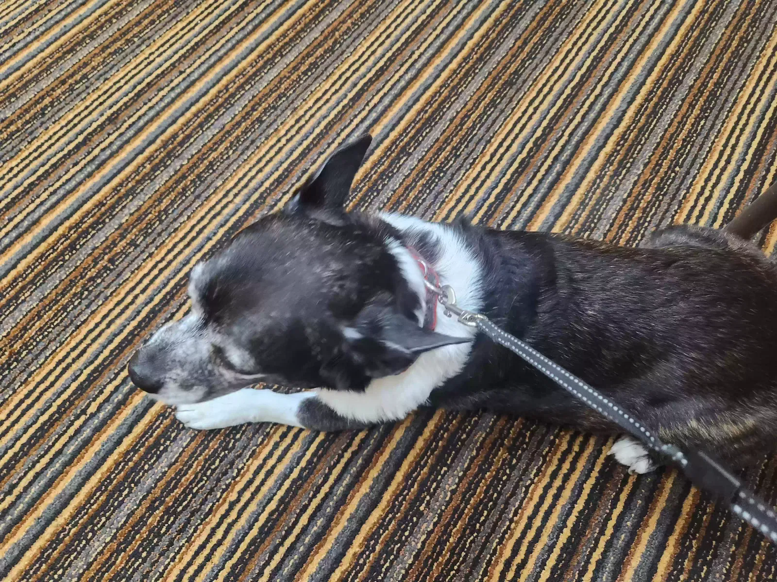 Lost dog in Tampa, FL, 33647