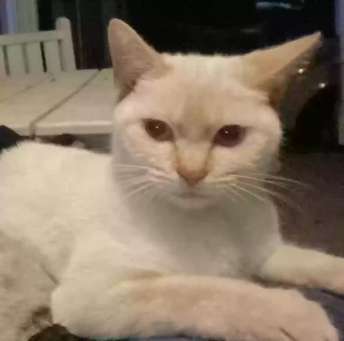 Lost cat in Hope Mills, NC, 28348