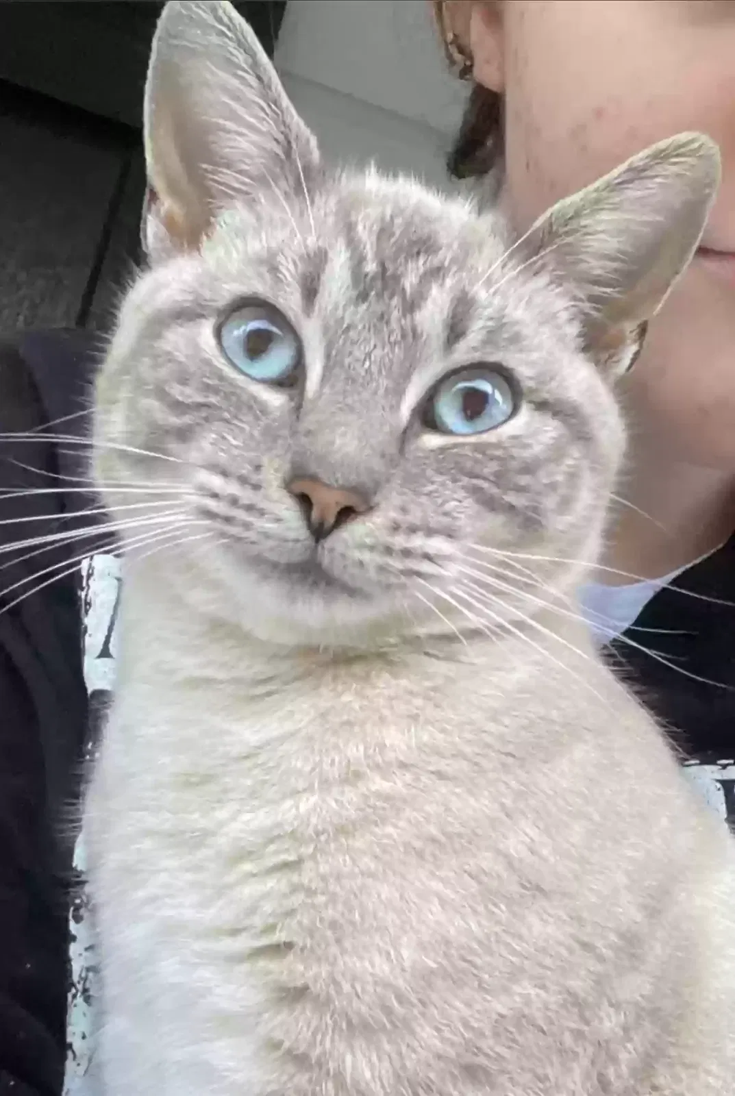 Lost cat in Hope Mills, NC, 28348