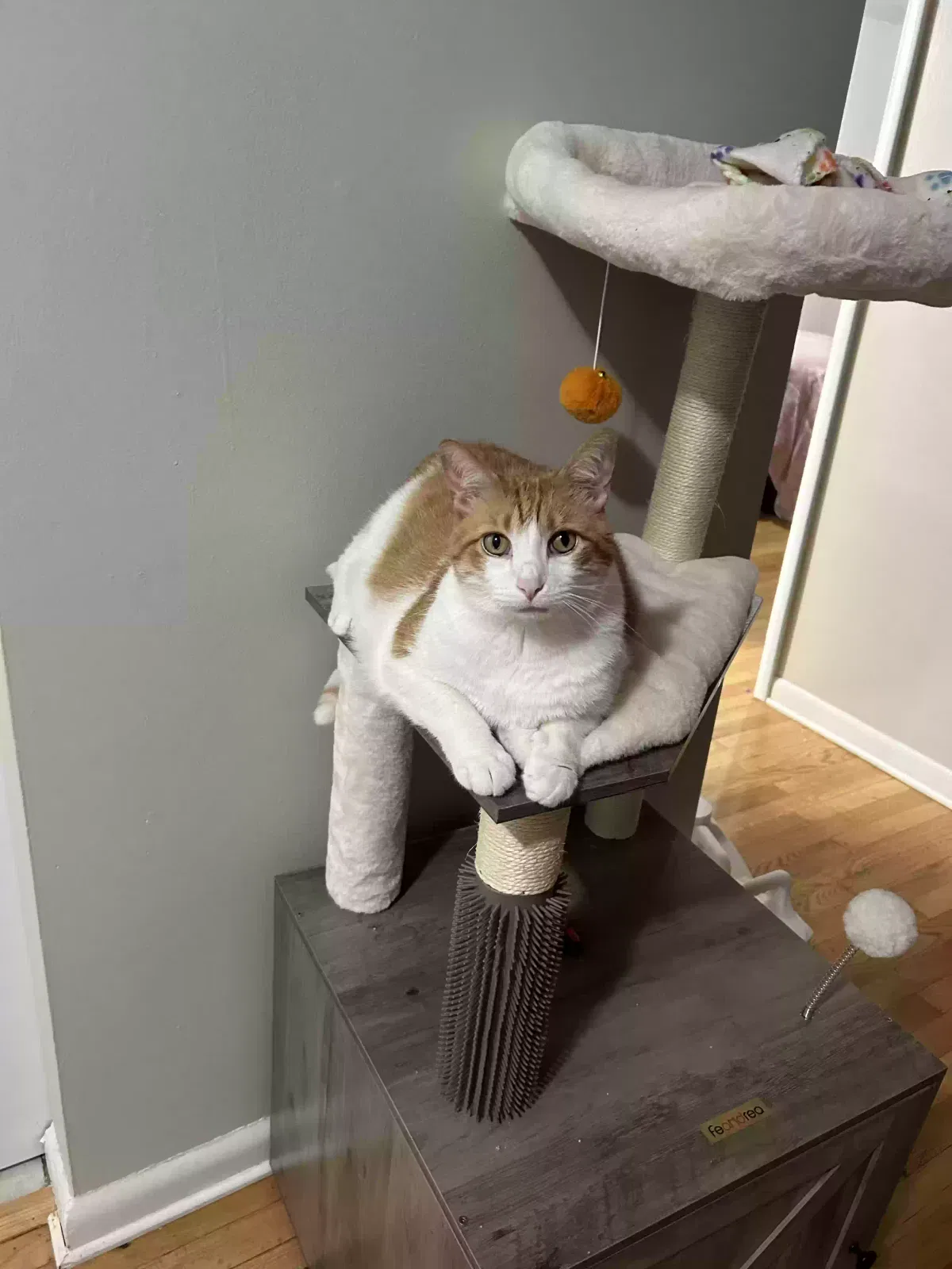 Lost cat in Chicago, IL, 60617