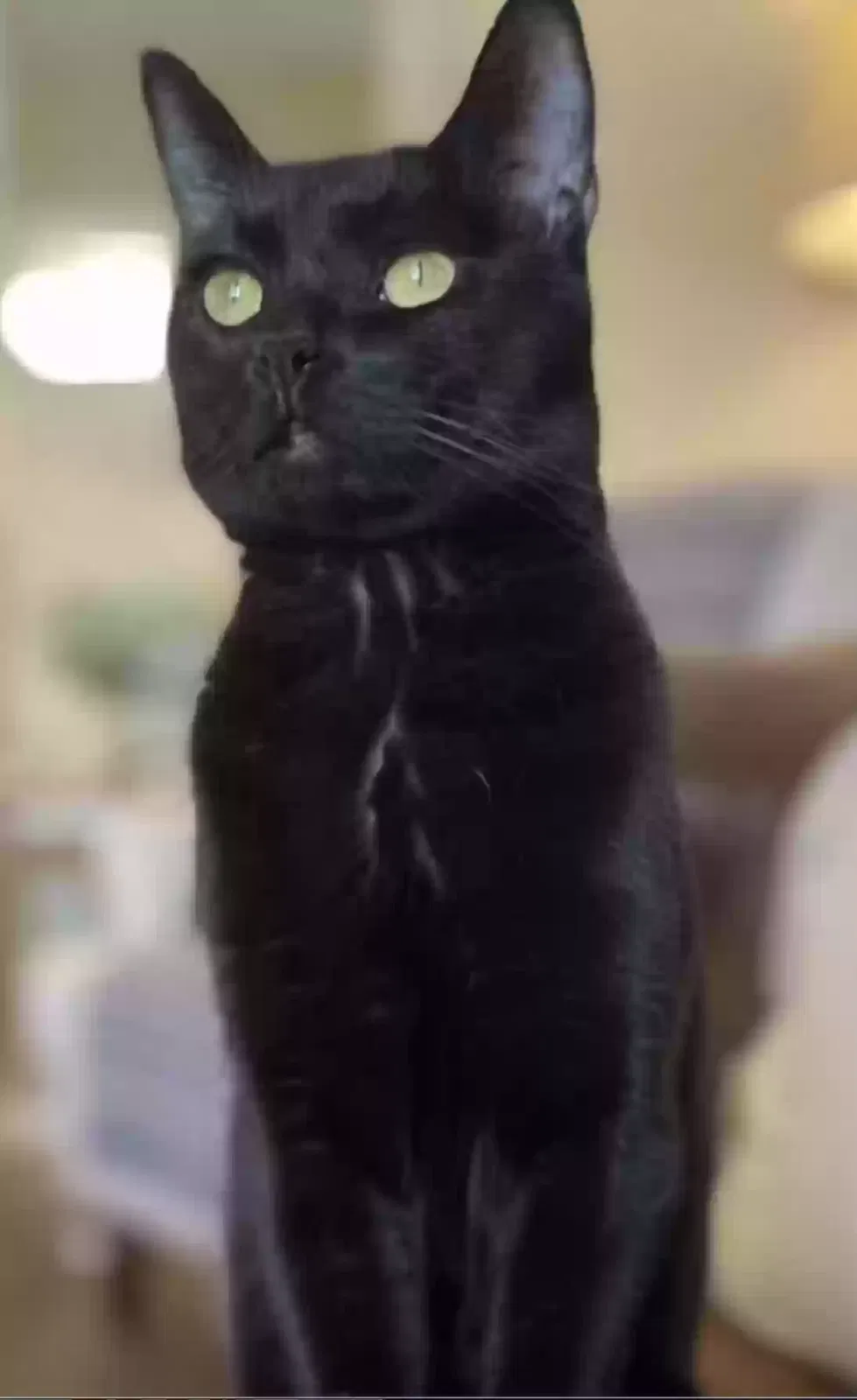 Lost cat in Cave Creek, AZ, 85331