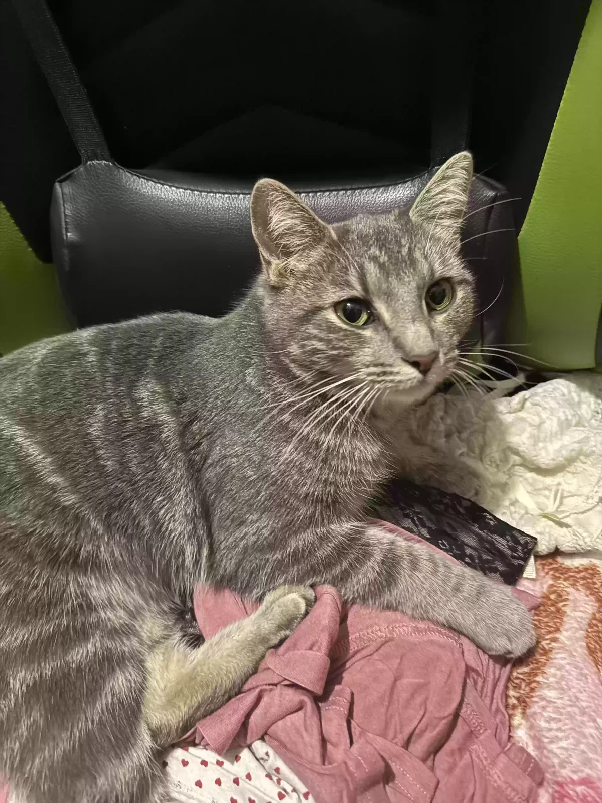 Lost cat in Peoria, AZ, 85345