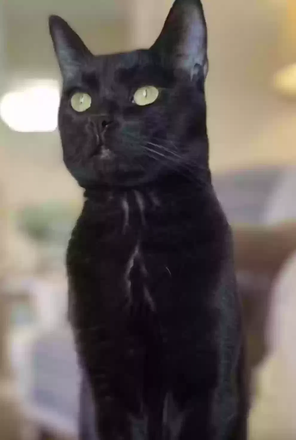 Lost cat in Cave Creek, AZ, 85331