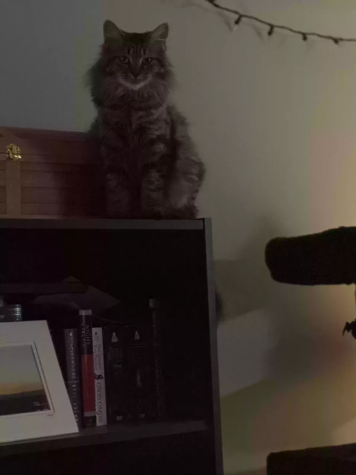 Lost cat in Kennesaw, GA, 30144